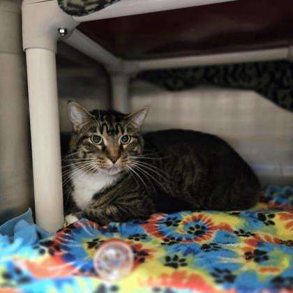 Max, a Adoptable mixed breed in Madison, WI image 3/3