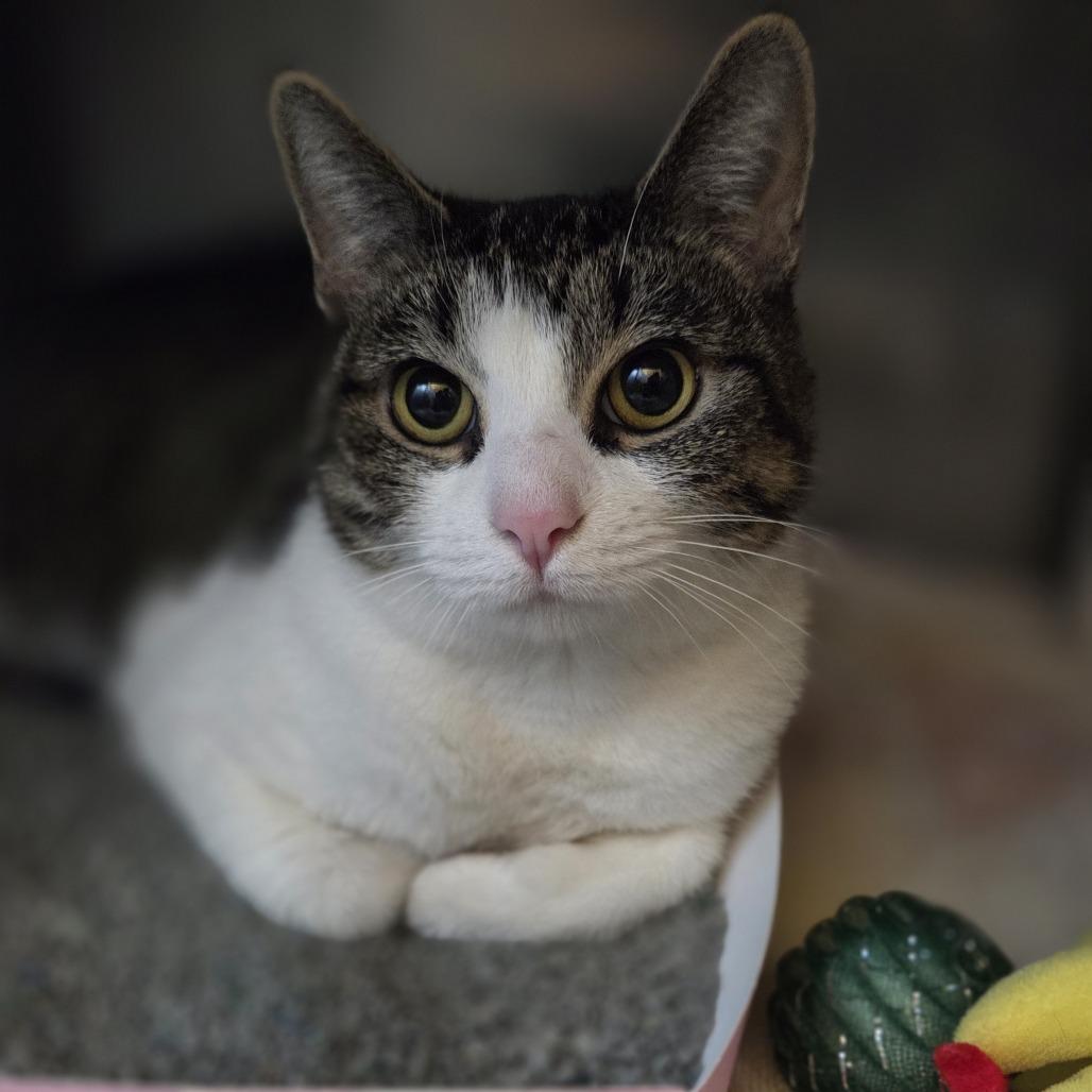 Fizzlepop, Adoptable, Adult Female Domestic Short Hair.