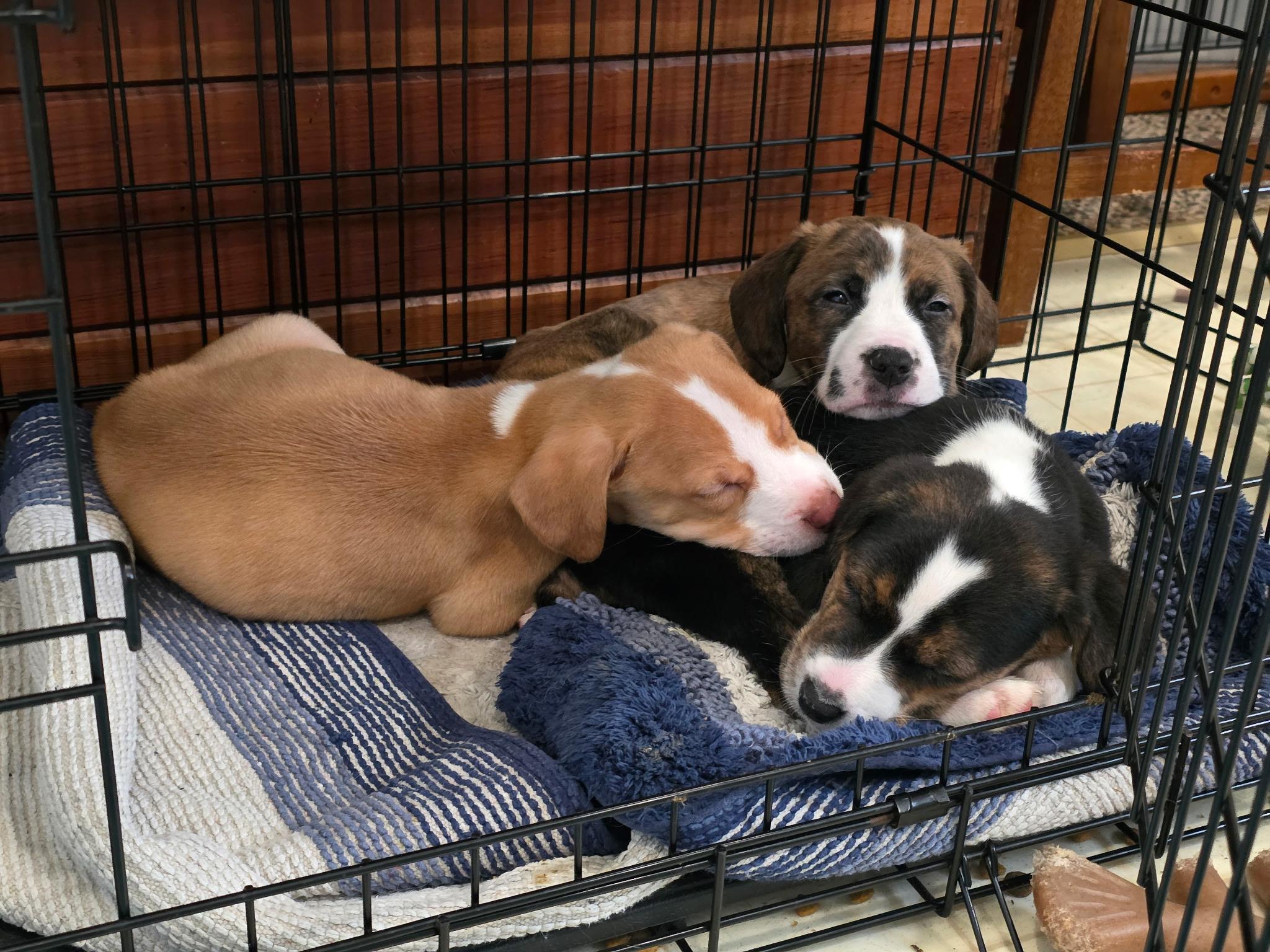 Trivette, a ADOPTABLE mixed breed in Richmond, VA image 4/5