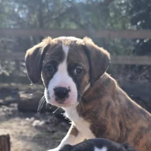 Trivette, a ADOPTABLE mixed breed in Richmond, VA image 3/5