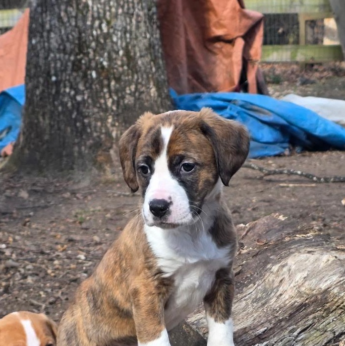 Trivette, a ADOPTABLE mixed breed in Richmond, VA image 1/5