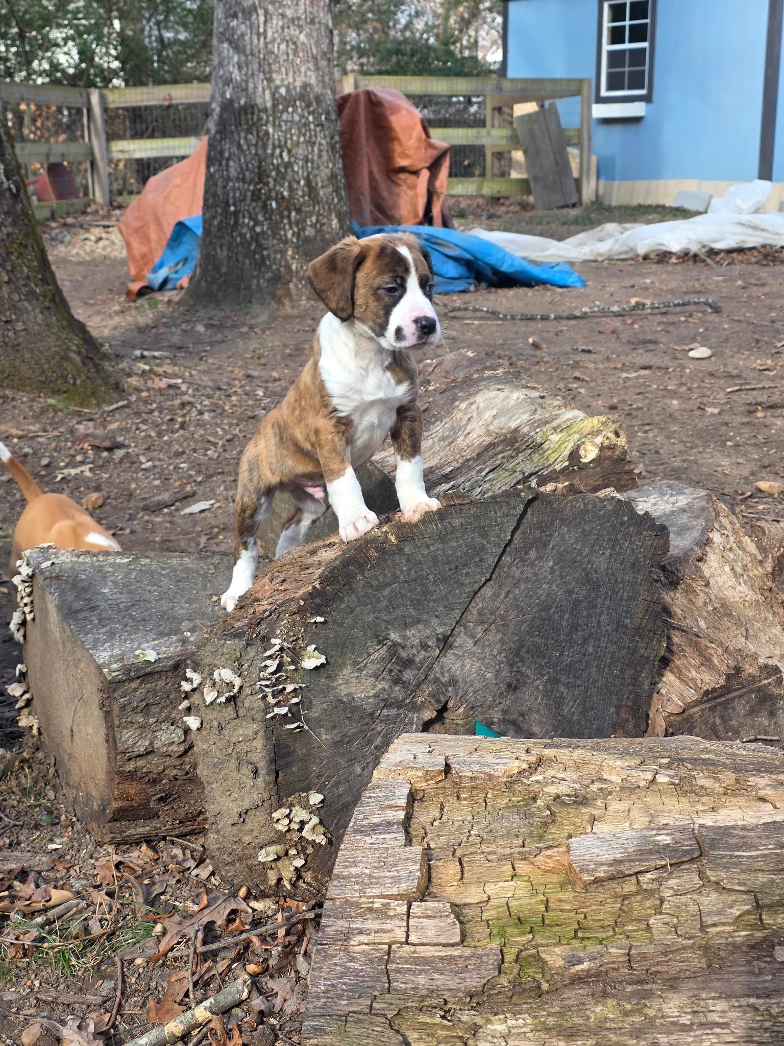 Trivette, a ADOPTABLE mixed breed in Richmond, VA image 5/5