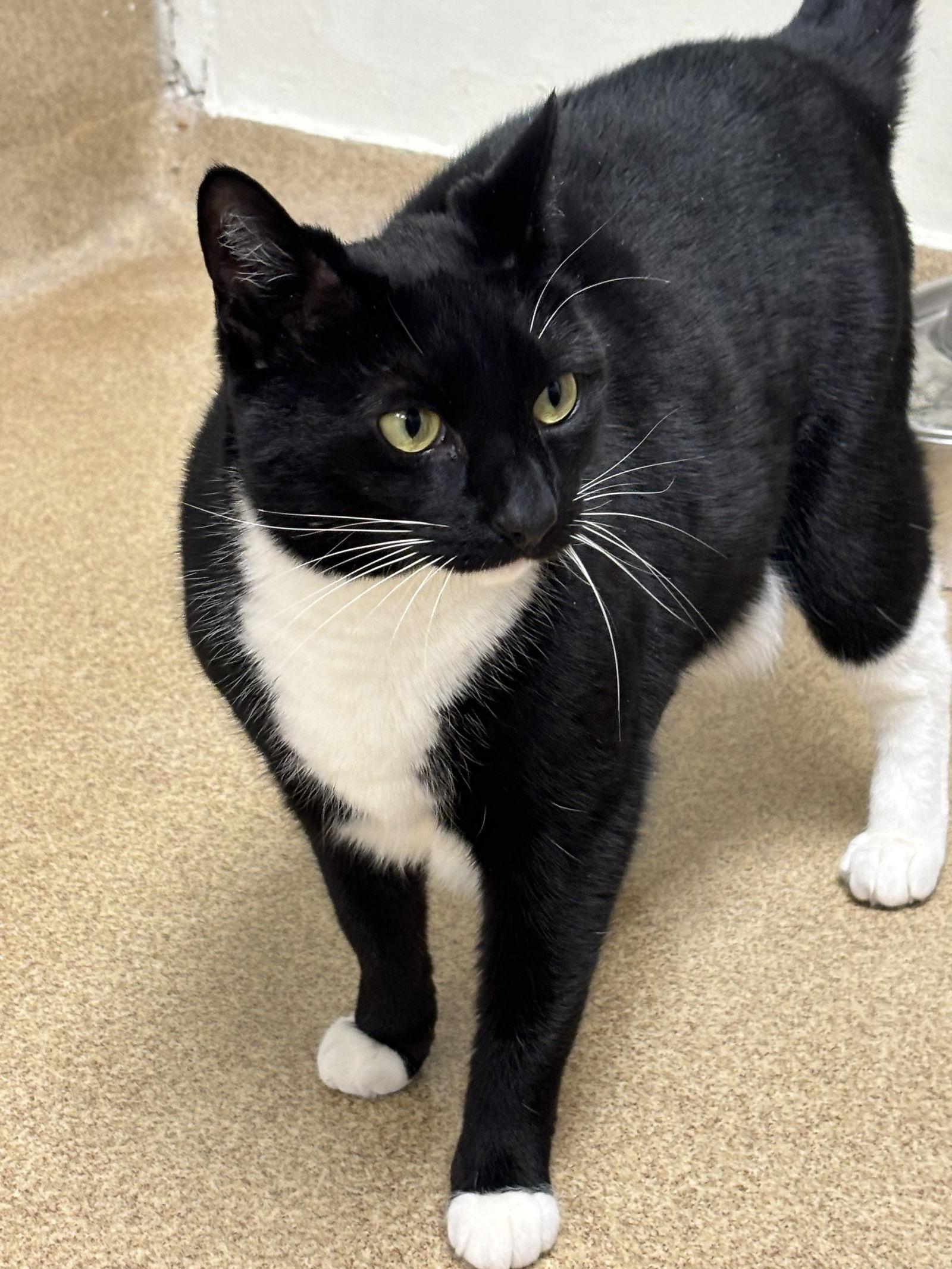 Enlarge Pepper, a Adoptable Domestic Short Hair in Brick, NJ image 1/3
