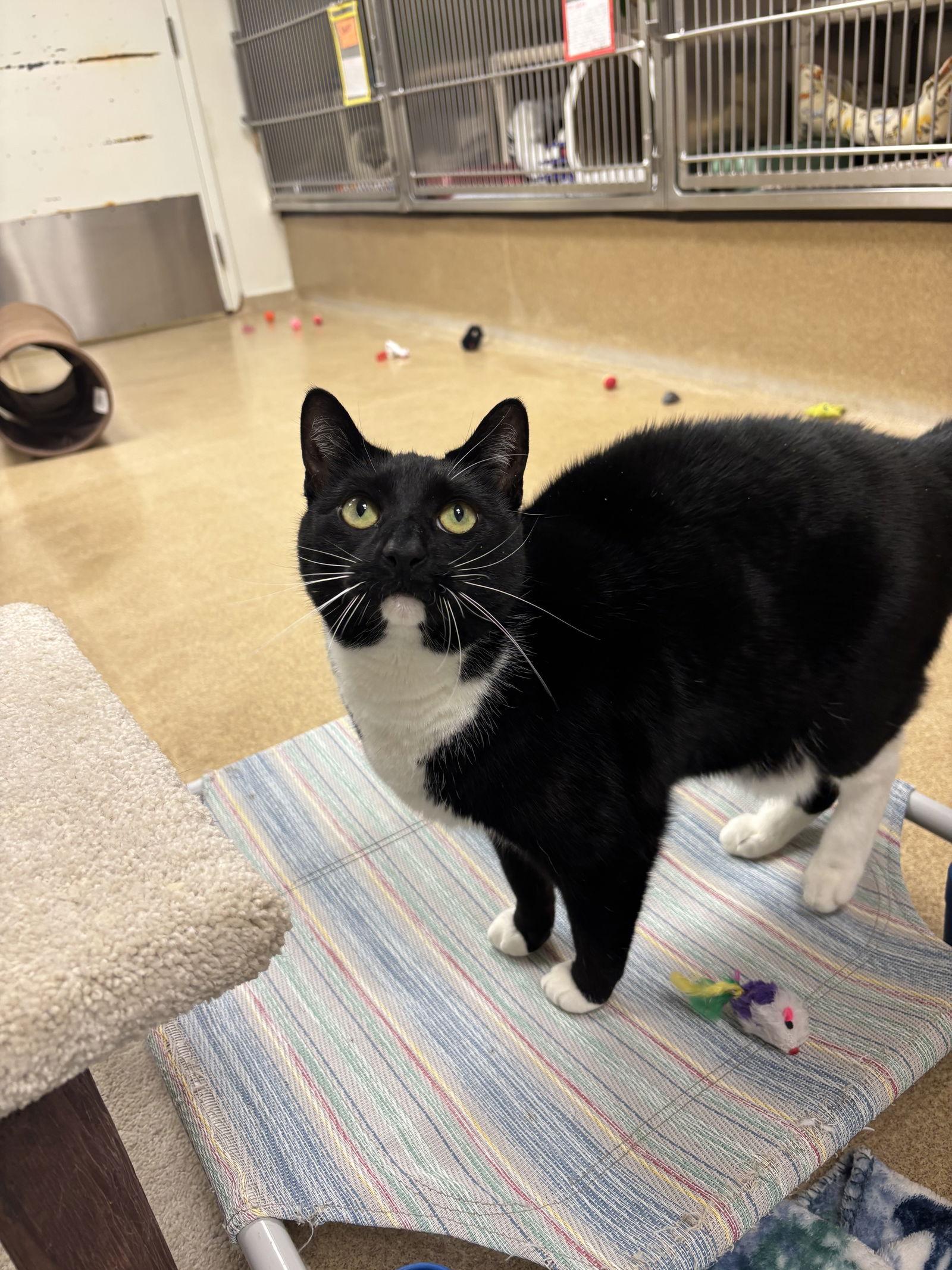 Enlarge Pepper, a Adoptable Domestic Short Hair in Brick, NJ image 2/3