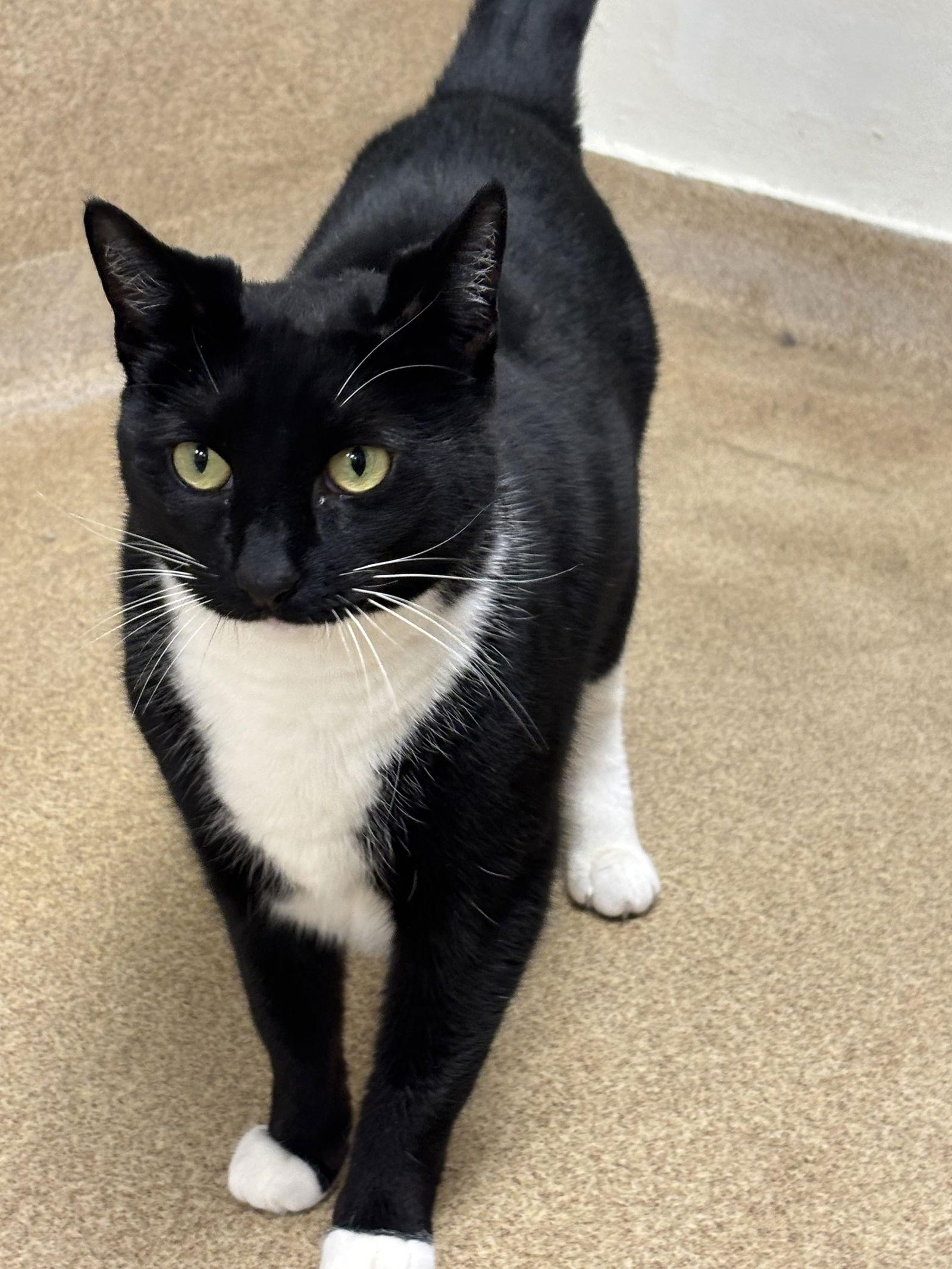 Pepper, Adoptable, Adult Female Domestic Short Hair.