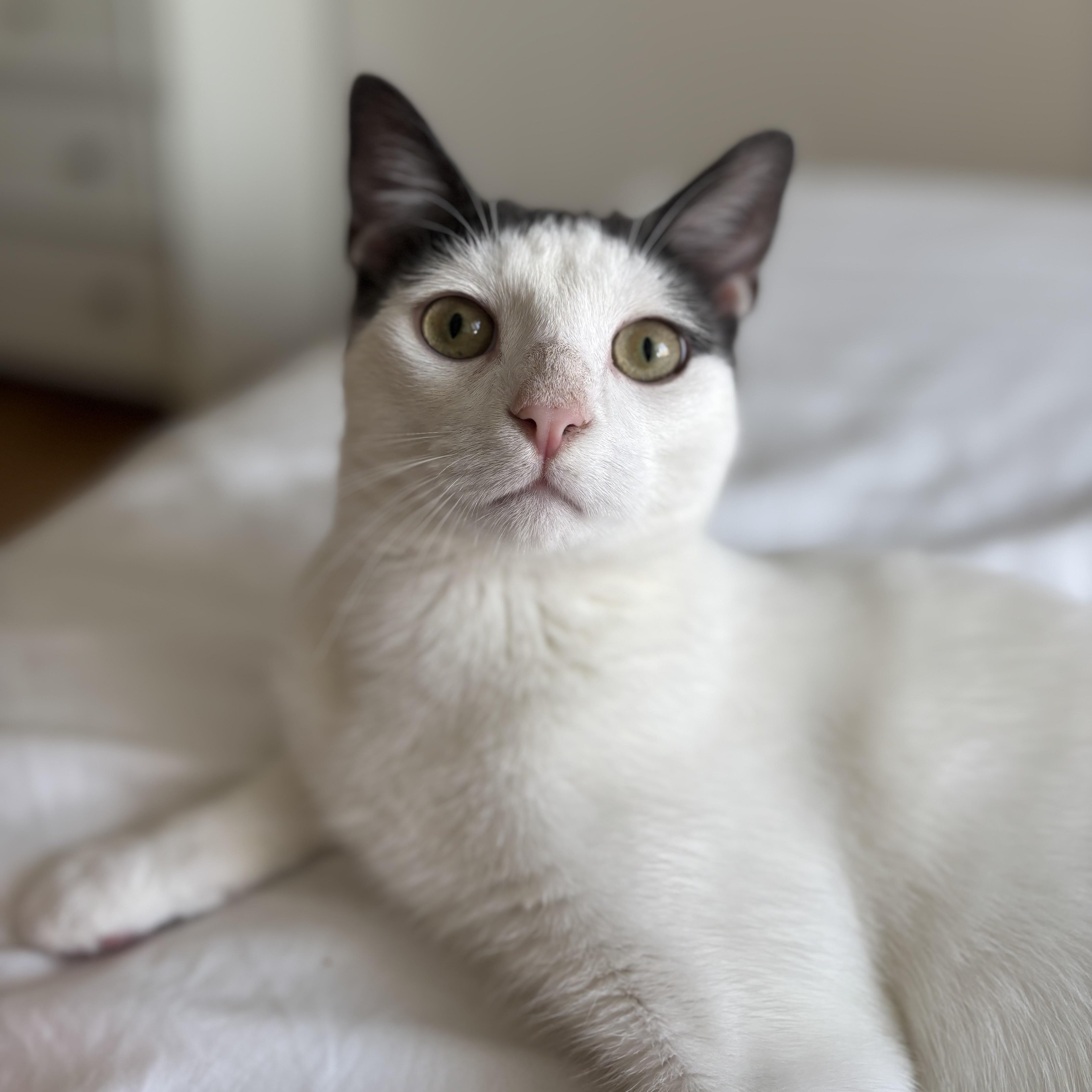 Wave, Young Male Domestic Short Hair