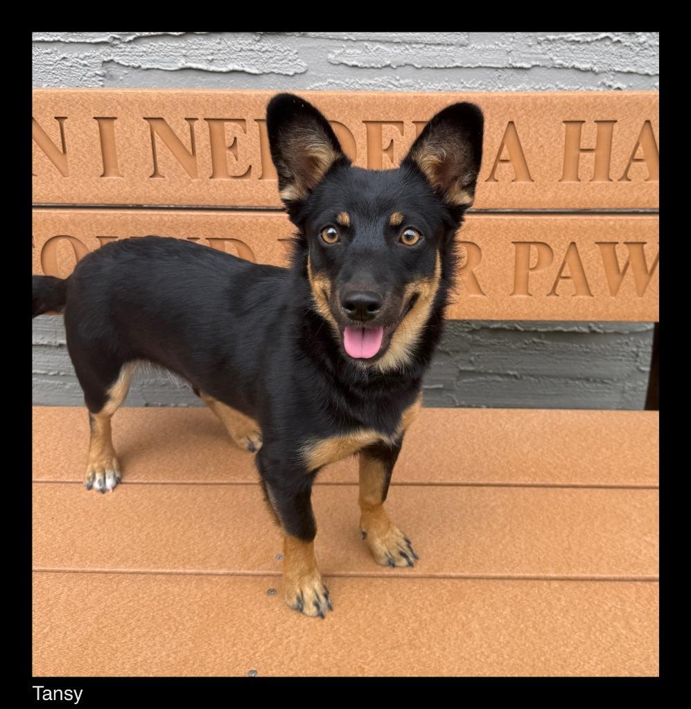 Enlarge Tansy, a Adopted mixed breed in Chino Valley, AZ image 1/2