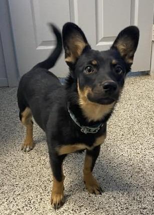 Enlarge Tansy, a Adopted mixed breed in Chino Valley, AZ image 2/2