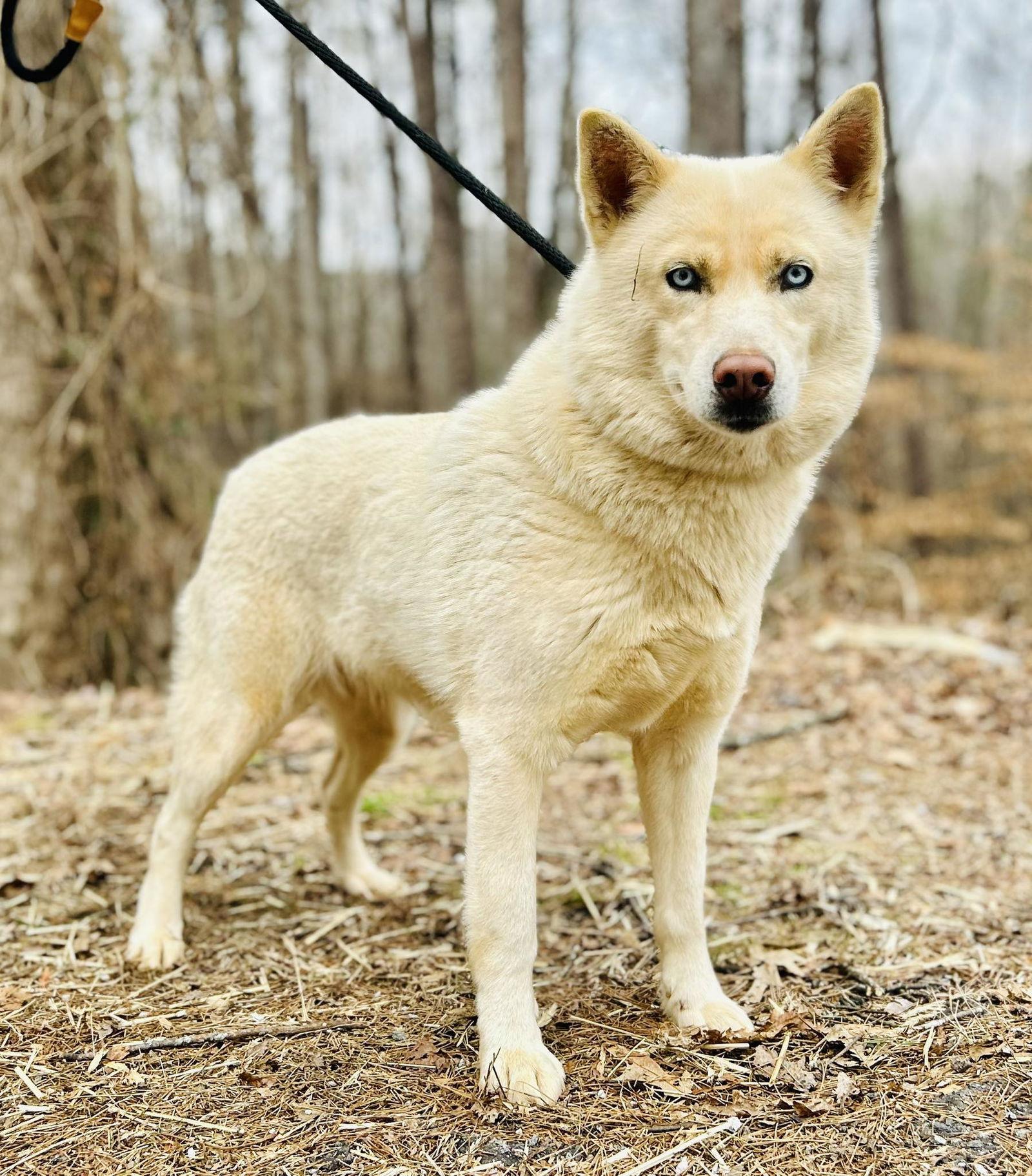 Enlarge Karen, a Adoptable Husky in Clarkesville, GA image 1/1
