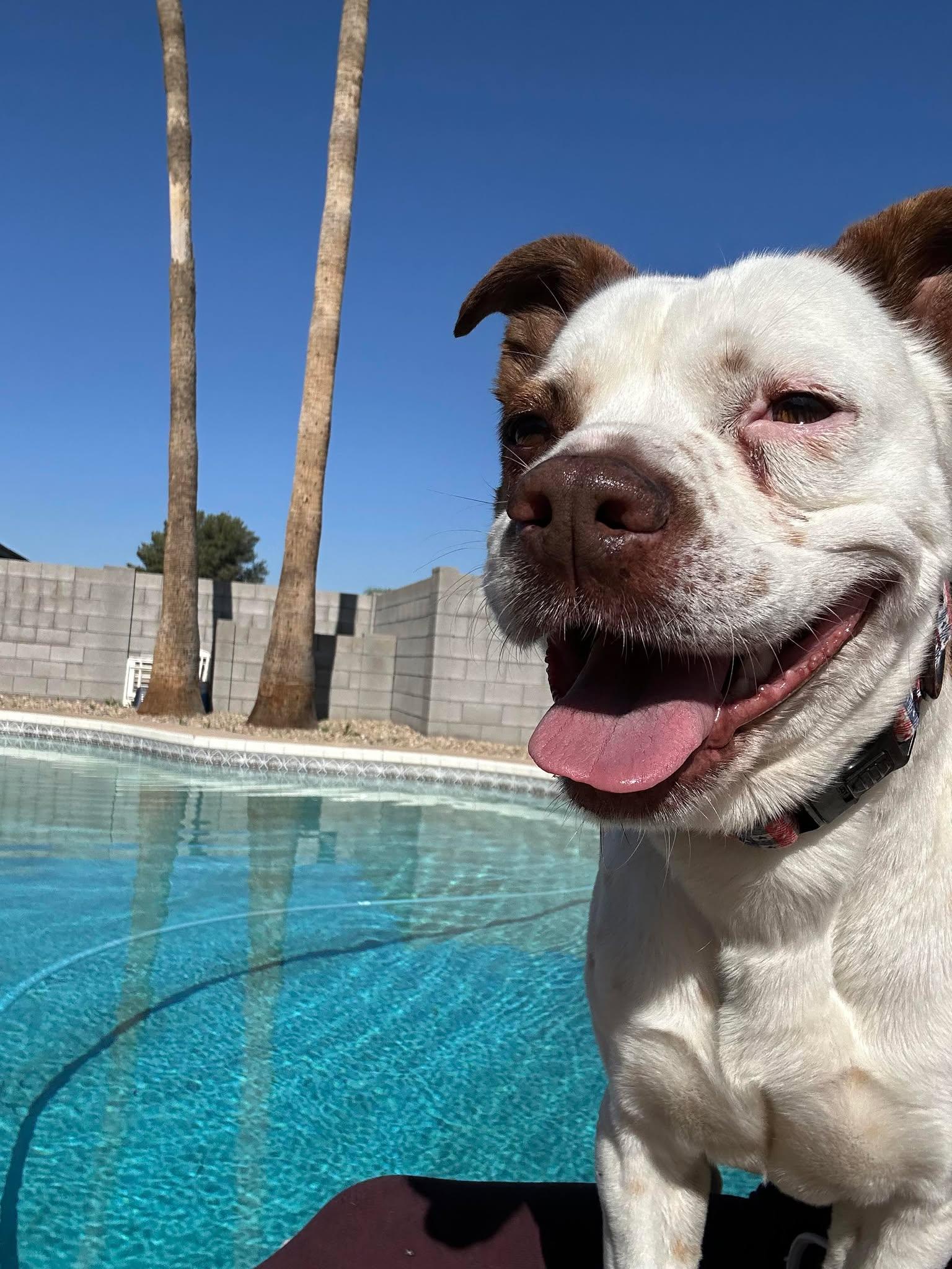 Paulie, a Adoptable mixed breed in Phoenix, AZ image 5/6