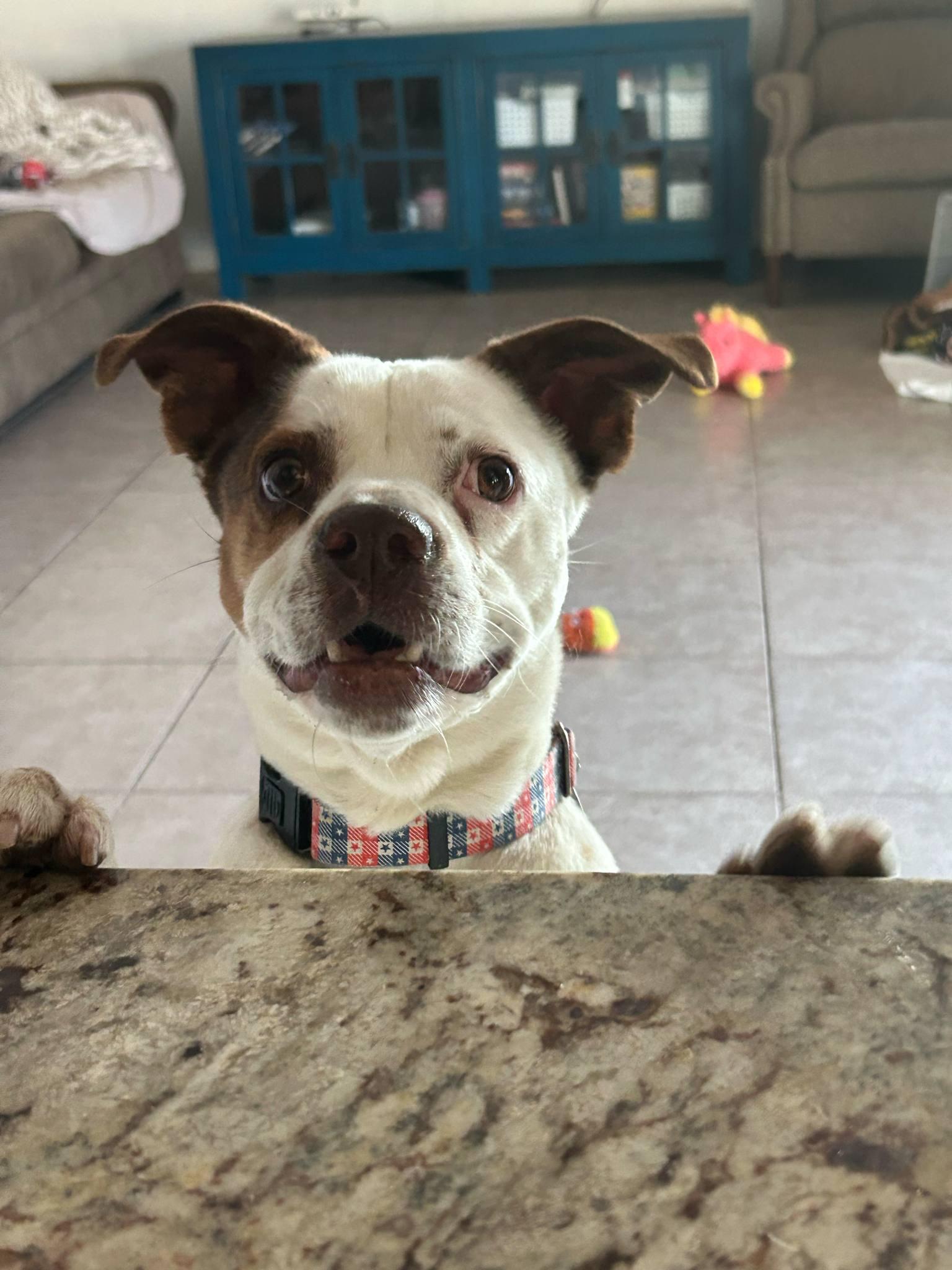 Paulie, a Adoptable mixed breed in Phoenix, AZ image 3/6