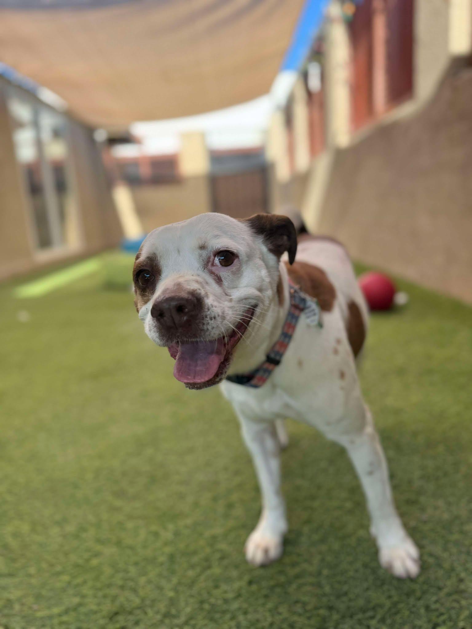 Paulie, Adoptable, Young Male Pug & Pit Bull Terrier.