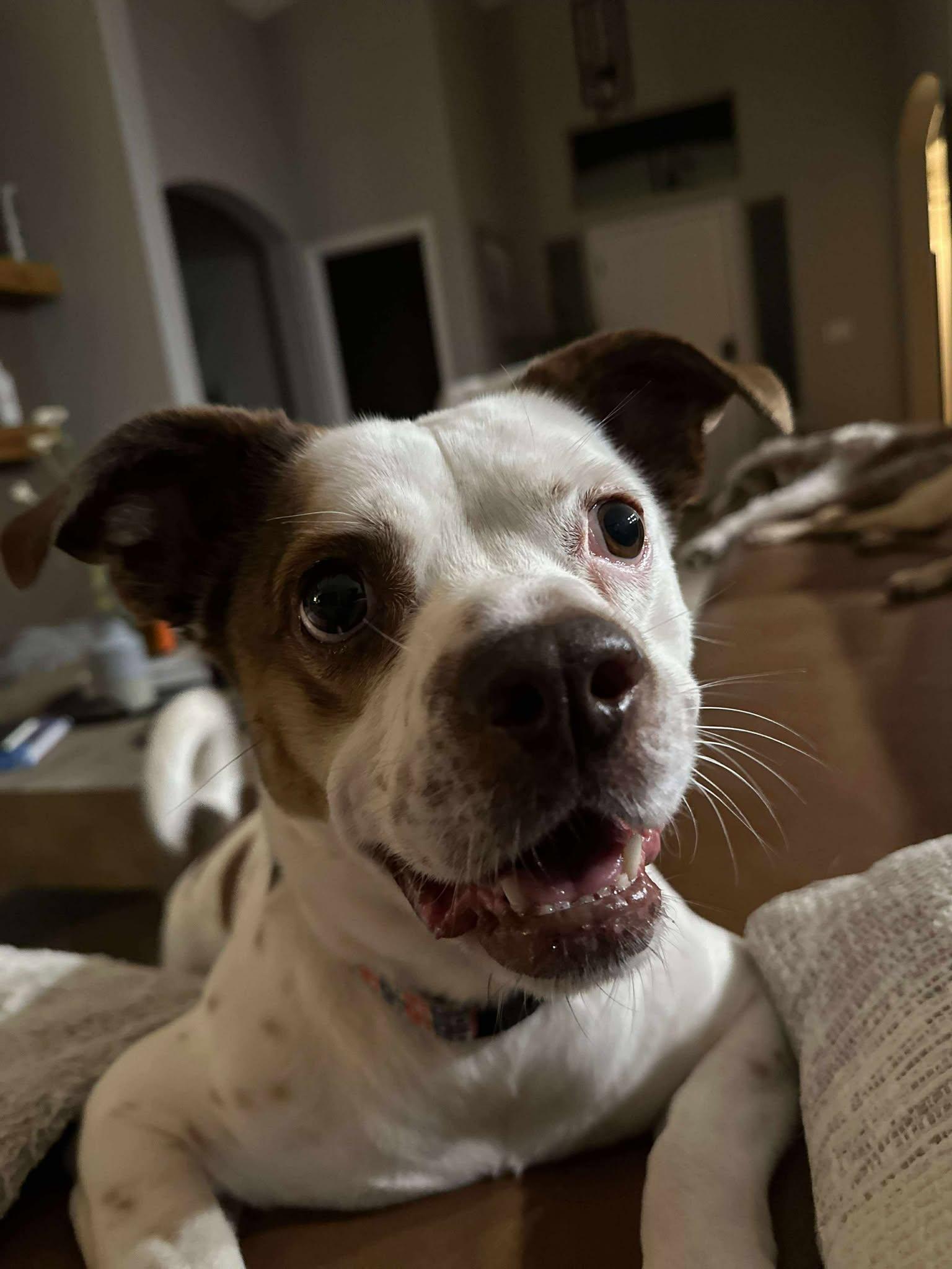 Paulie, a Adoptable mixed breed in Phoenix, AZ image 1/6