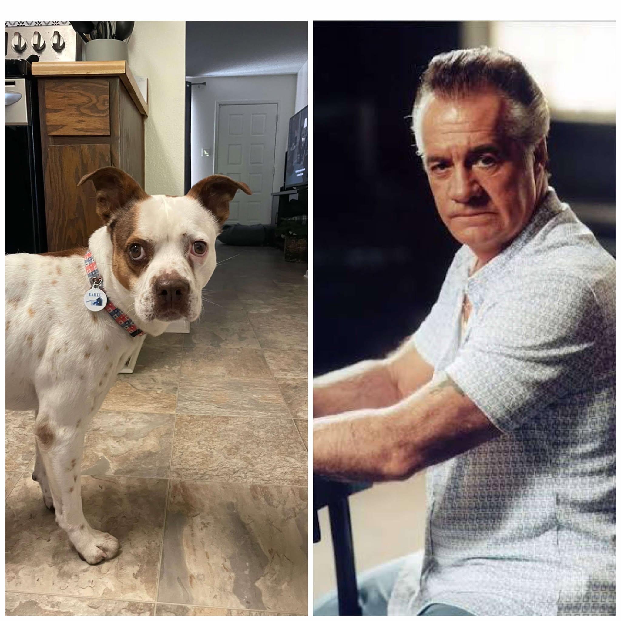 Paulie, a Adoptable mixed breed in Phoenix, AZ image 4/6