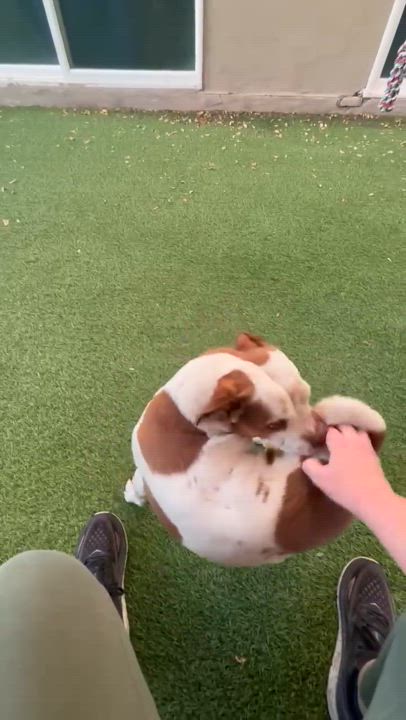 Enlarge Paulie, a Adoptable mixed breed in Phoenix, AZ video 6/6