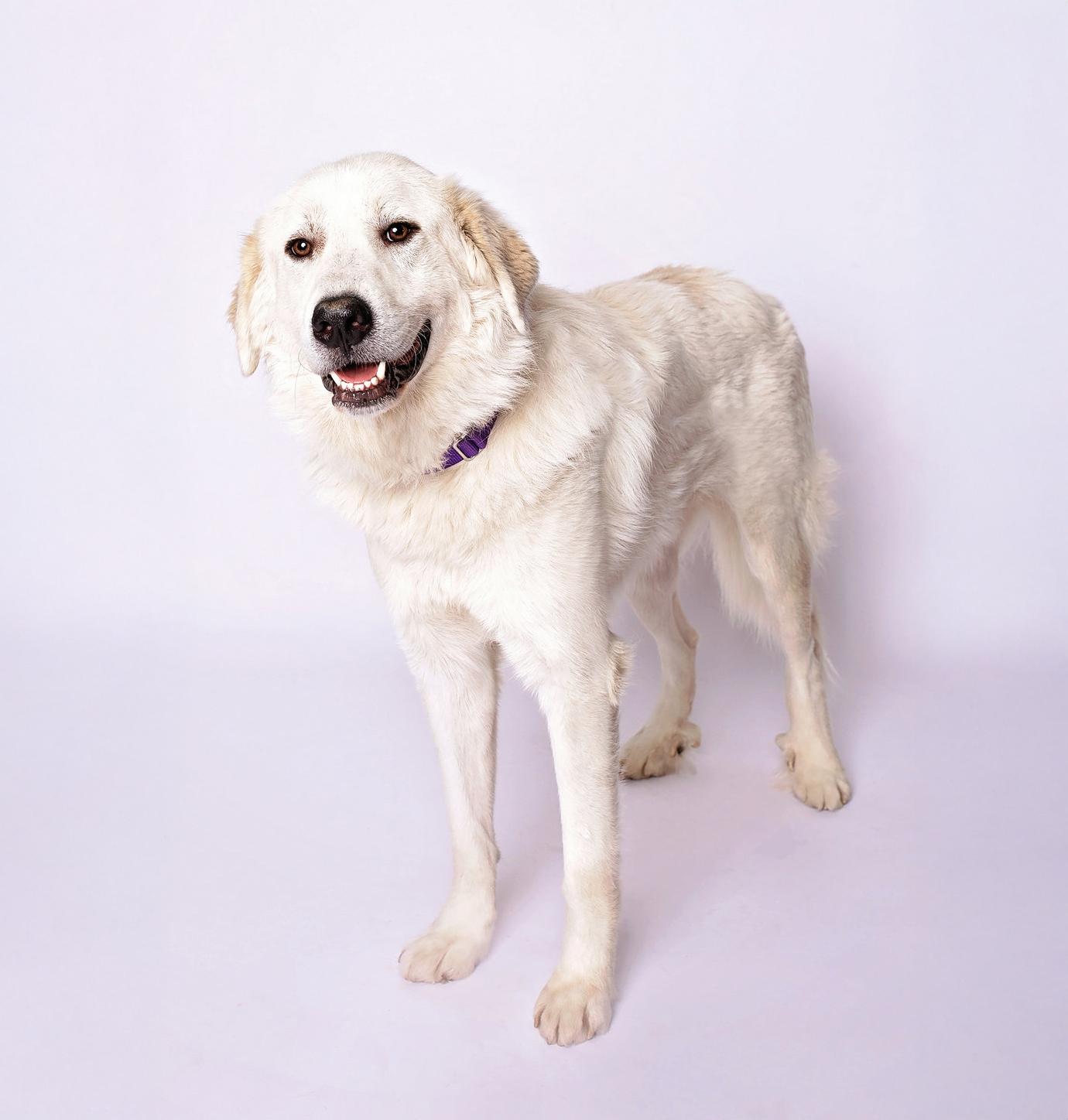 Kent — thumbnail 3