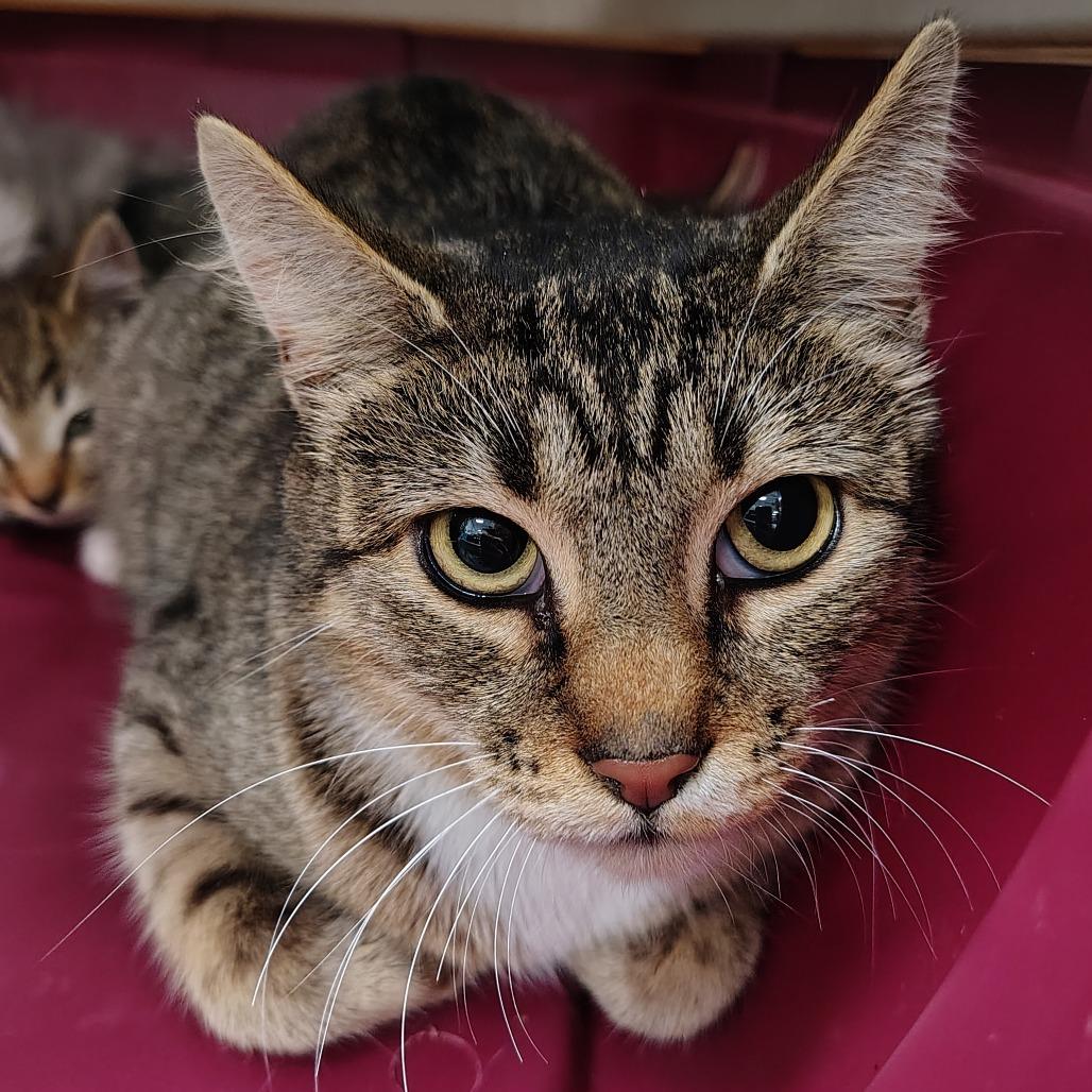 Enlarge Helen, a Adoptable Domestic Short Hair in Coos Bay, OR image 1/1