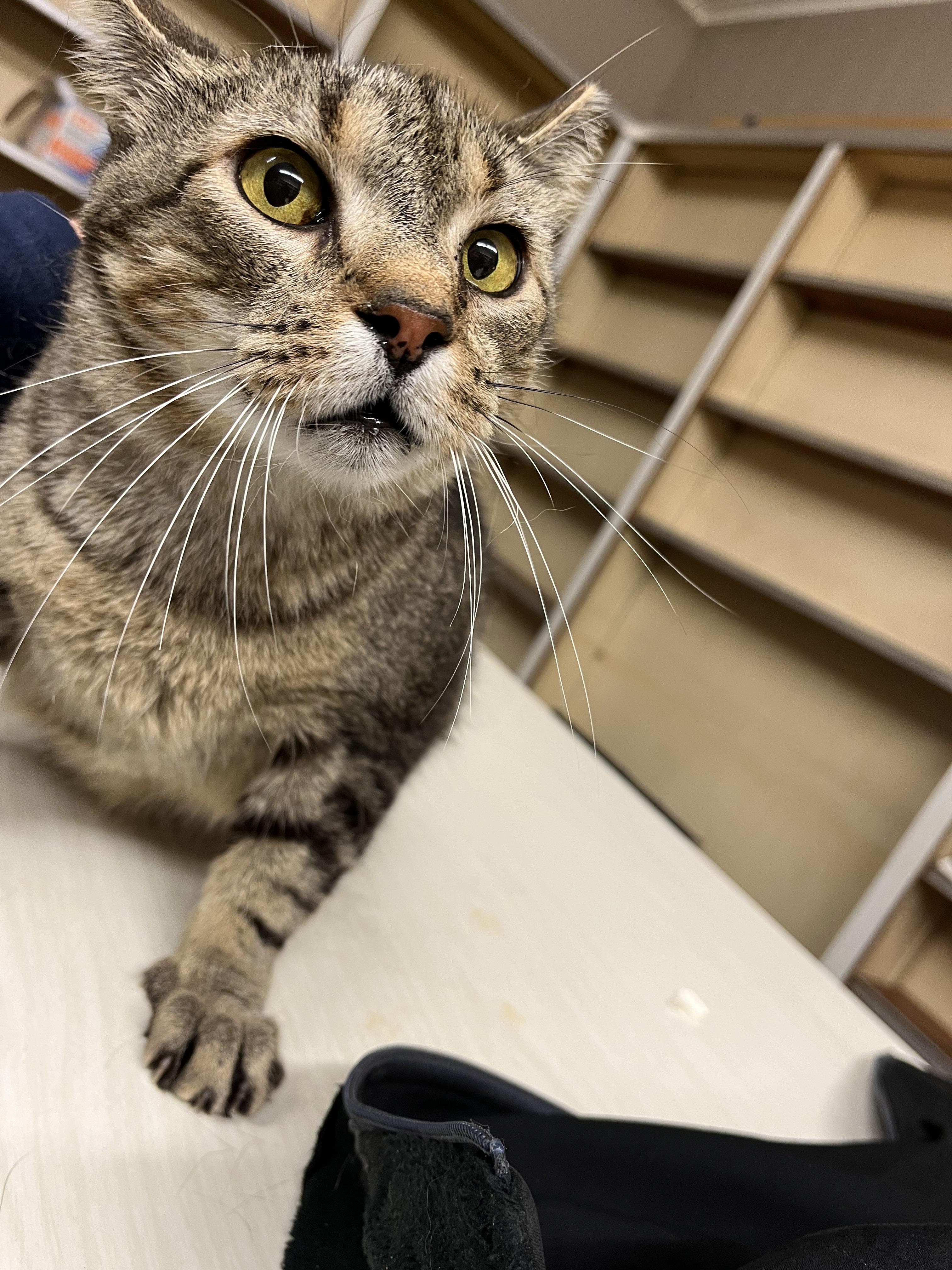 Enlarge Chip, a Adoptable mixed breed in Olean , NY image 2/3