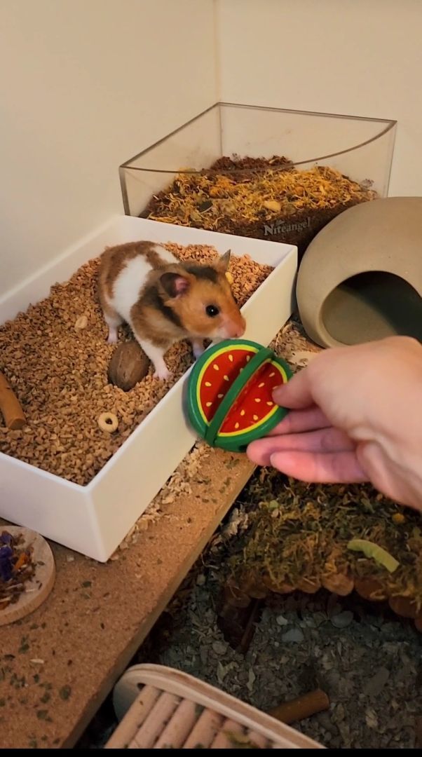 Enlarge Takoda, a Adopted Hamster in Tucson, AZ image 1/4