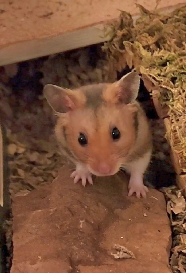 Enlarge Takoda, a Adopted Hamster in Tucson, AZ image 2/4