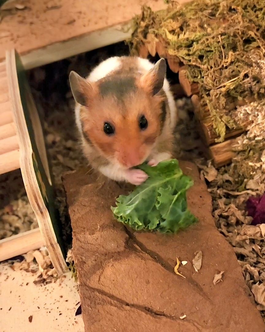 Enlarge Takoda, a Adopted Hamster in Tucson, AZ image 3/4
