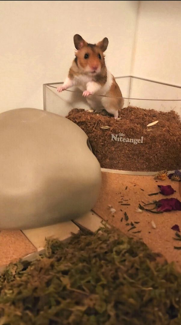Takoda, Adopted, Adult Male Hamster.