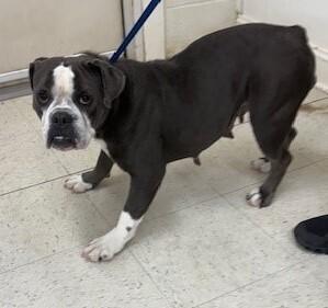 Enlarge Leah, a Adoptable mixed breed in Dawson, GA image 1/2