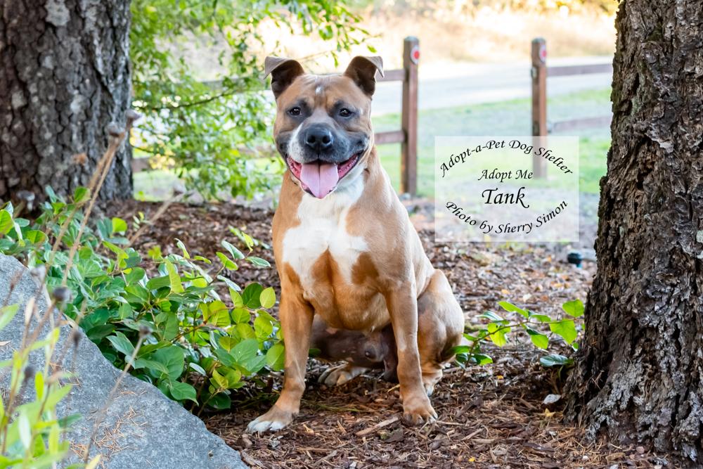 Enlarge TANK, a Adoptable mixed breed in Shelton, WA image 6/6