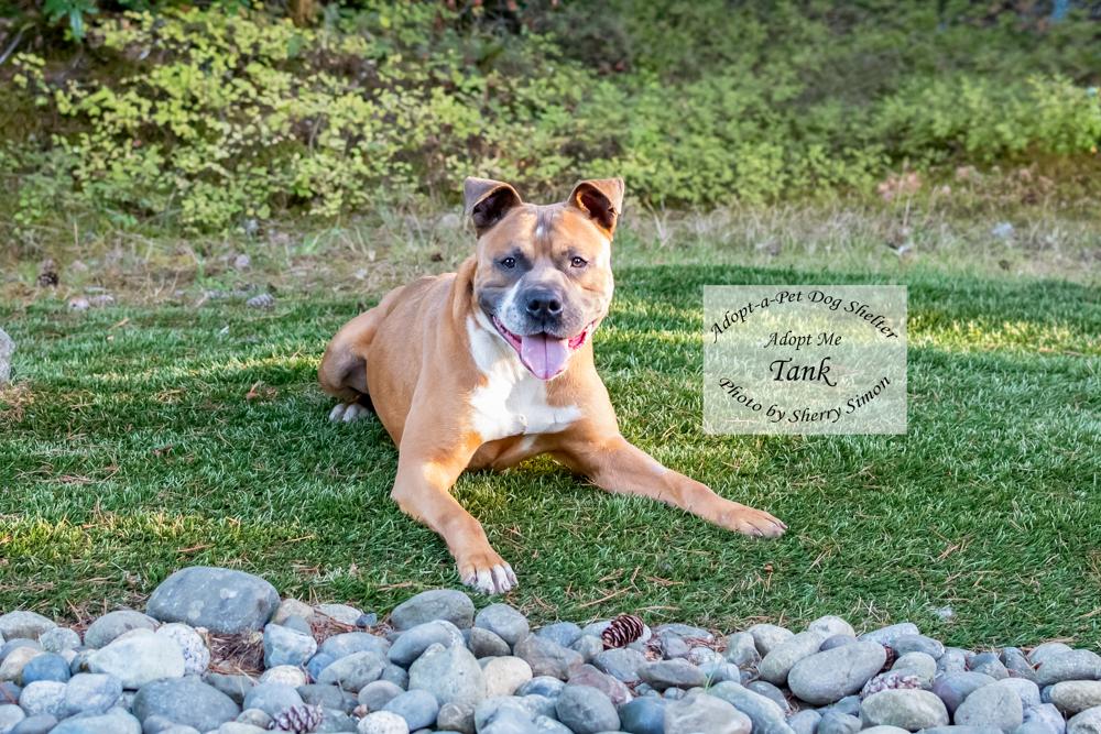 Enlarge TANK, a Adoptable mixed breed in Shelton, WA image 5/6