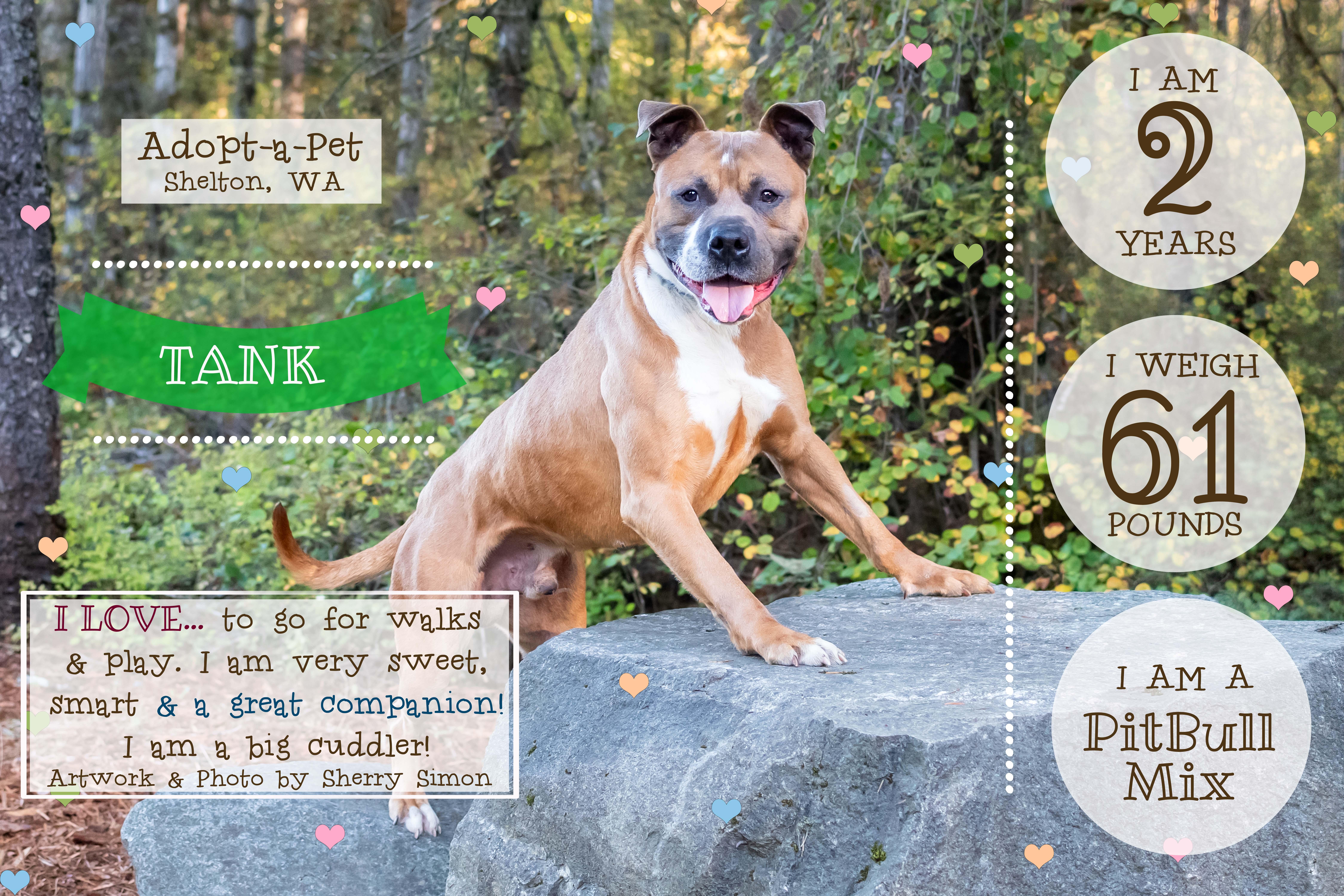 Enlarge TANK, a Adoptable mixed breed in Shelton, WA image 2/6
