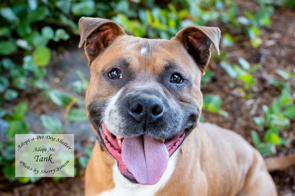 TANK, Adoptable, Adult Male Pit Bull Terrier & Boxer.