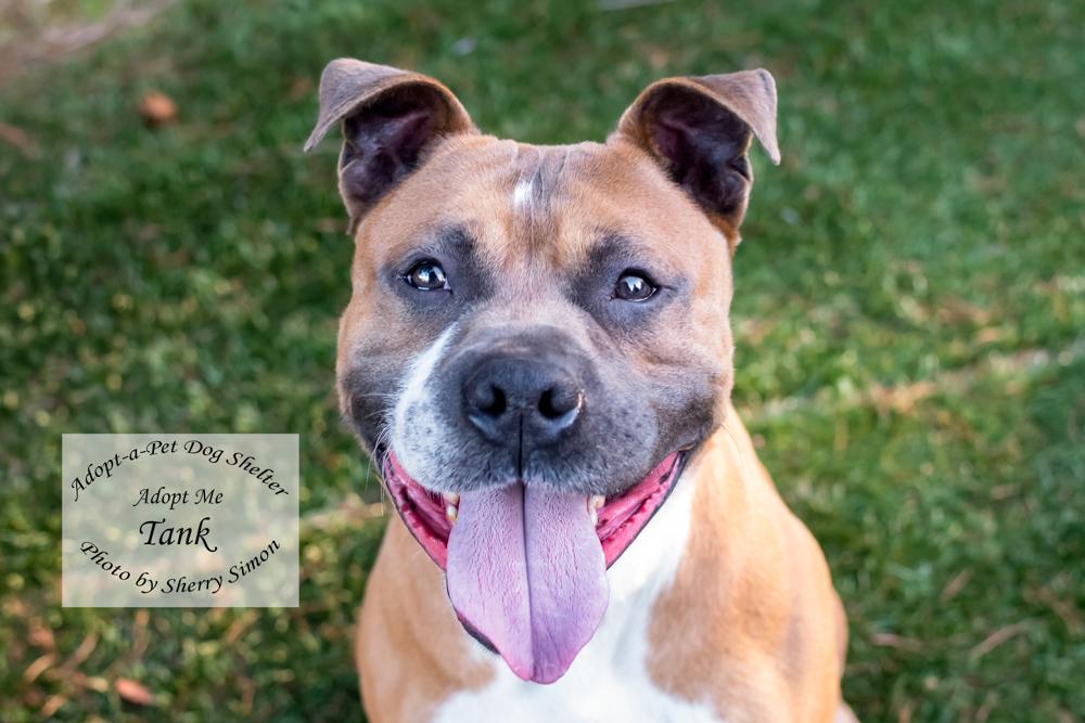 Enlarge TANK, a Adoptable mixed breed in Shelton, WA image 4/6