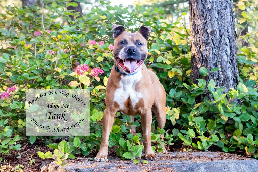Enlarge TANK, a Adoptable mixed breed in Shelton, WA image 3/6