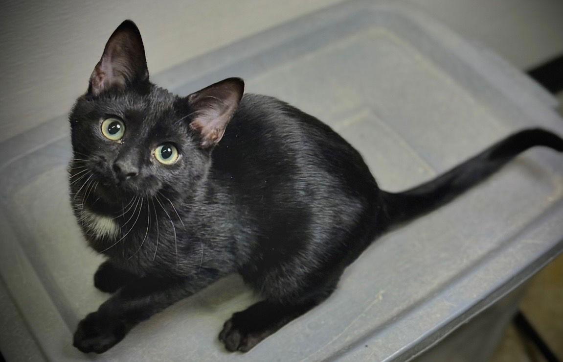 Glitch, a Adoptable Domestic Short Hair in Cary, NC image 1/2