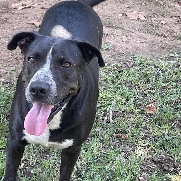 Enlarge Big Daddy1, a Adoptable mixed breed in Ransomville, NY image 2/6