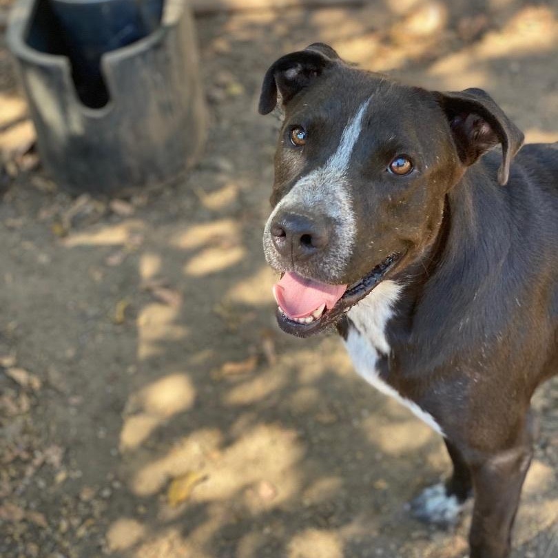 Enlarge Big Daddy1, a Adoptable mixed breed in Ransomville, NY image 3/6