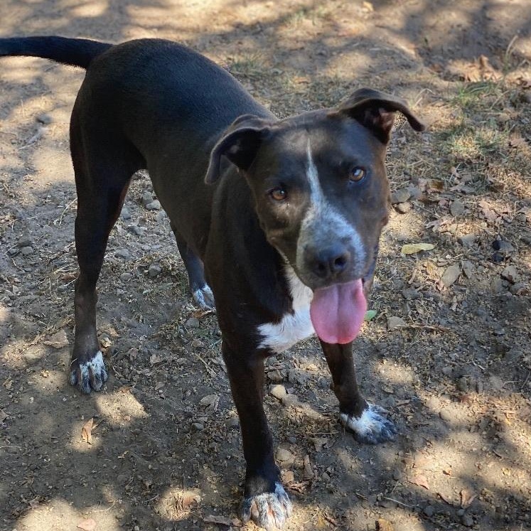 Enlarge Big Daddy1, a Adoptable mixed breed in Ransomville, NY image 4/6