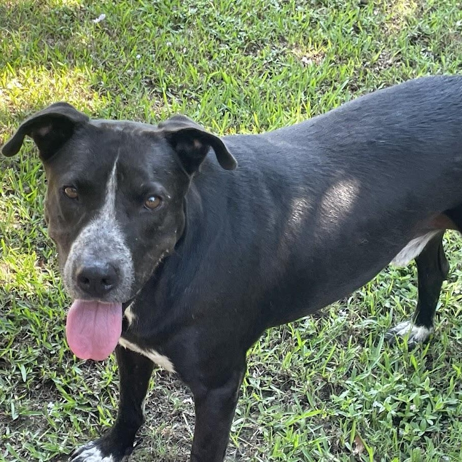 Enlarge Big Daddy1, a Adoptable mixed breed in Ransomville, NY image 5/6