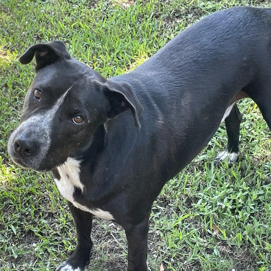 Enlarge Big Daddy1, a Adoptable mixed breed in Ransomville, NY image 6/6