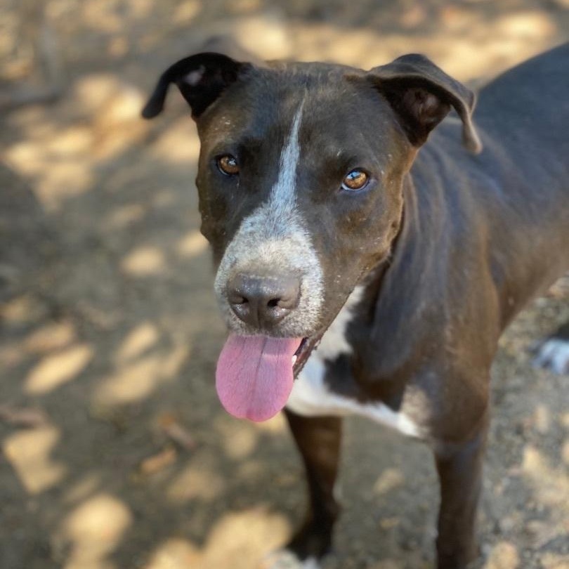 Big Daddy1, Adoptable, Adult Male Labrador Retriever.