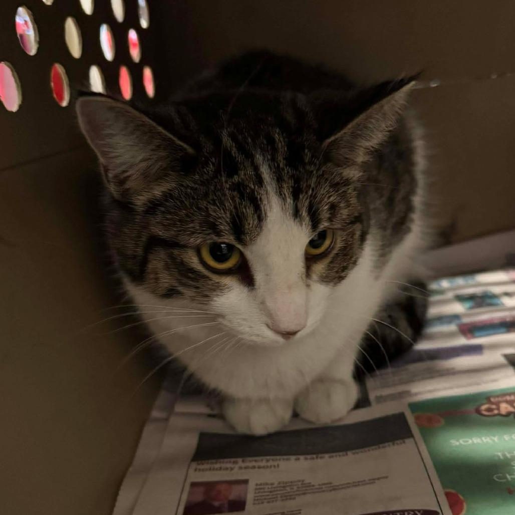 Alvee, Adoptable, Young Female Domestic Short Hair.