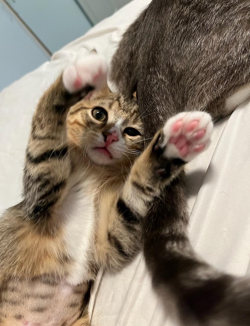 Cleo (ao/ed)