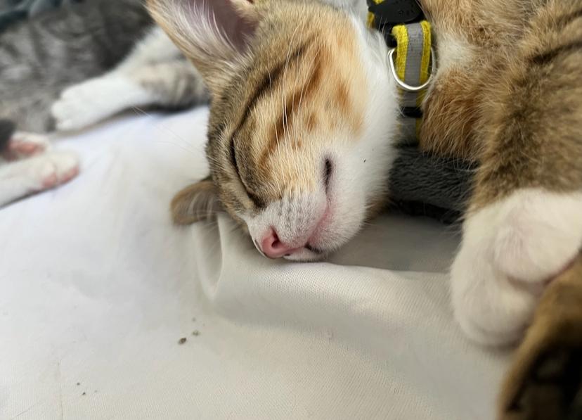 Cat available for adoption - None