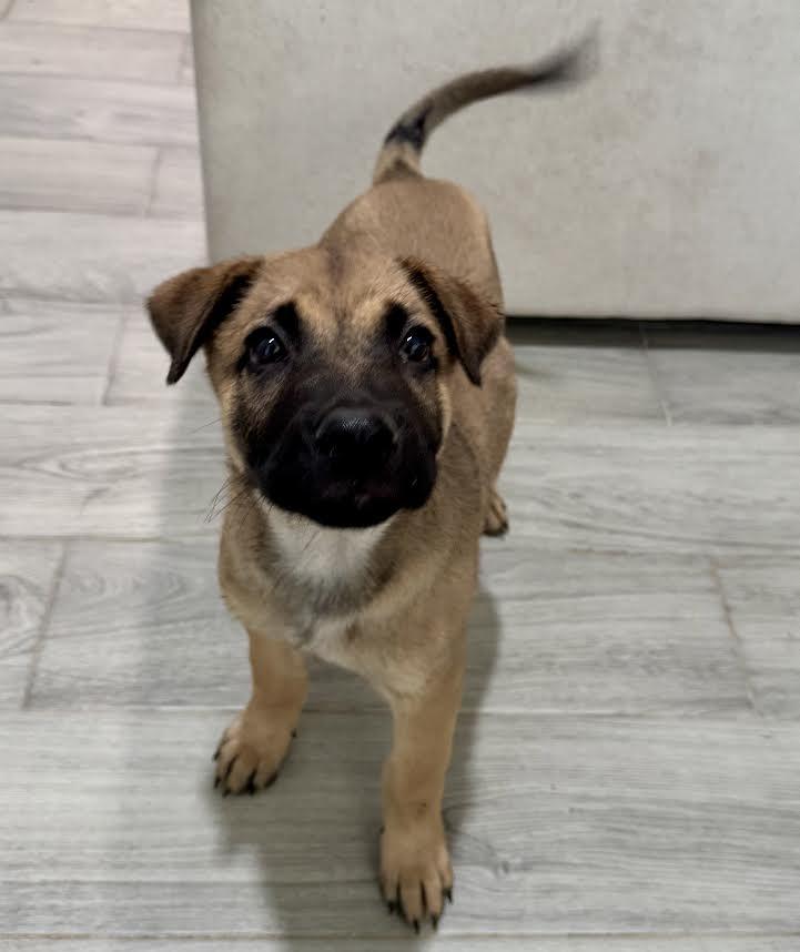 Kasier, Baby Male Shepherd