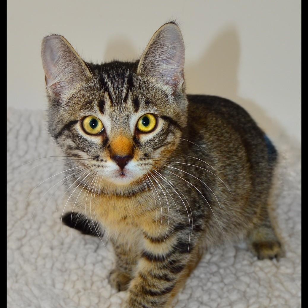 Doug, ADOPTABLE, Kitten Male Tabby.