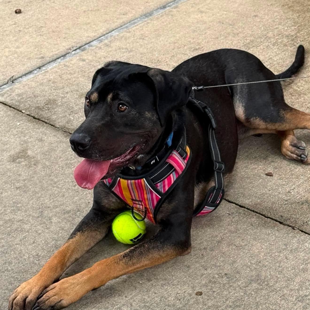 Patti, Adoptable, Young Female Mixed Breed & Rottweiler.
