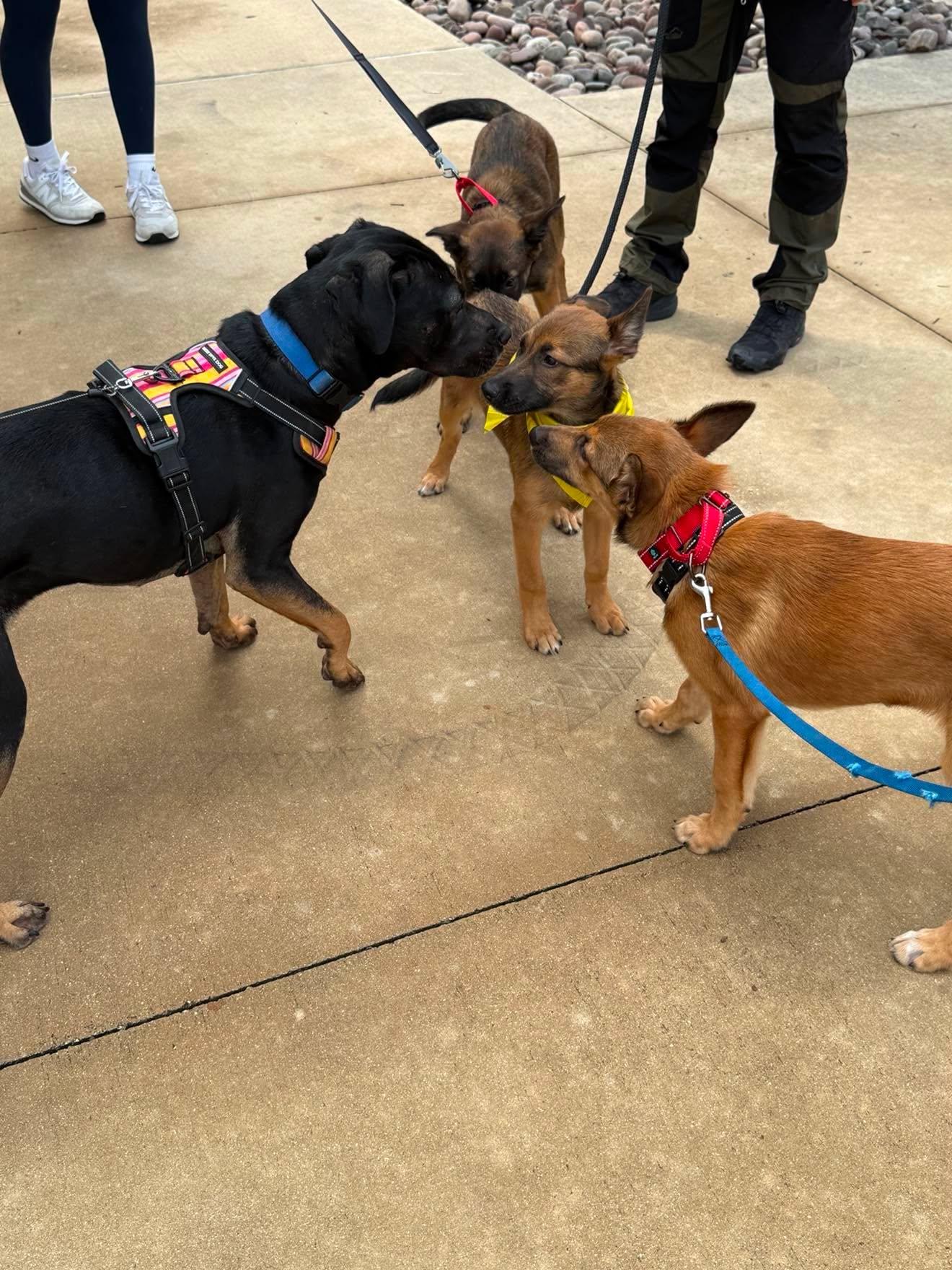 Enlarge Patti, a Adoptable mixed breed in Lockhart, TX image 3/6