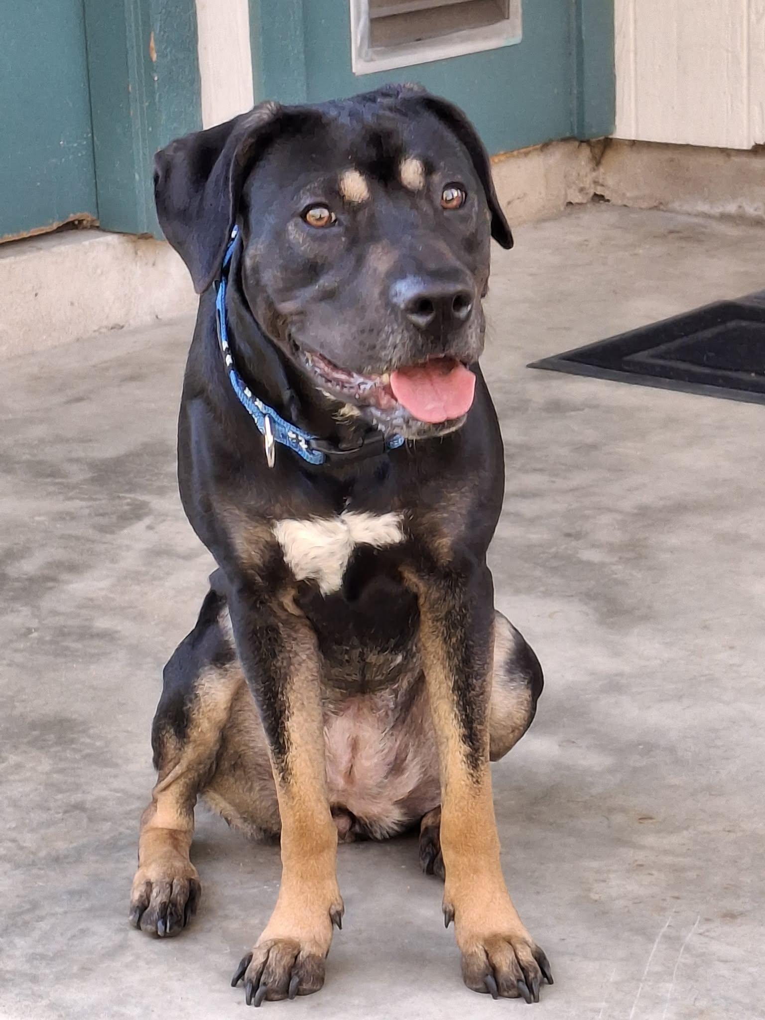 Enlarge Patti, a Adoptable mixed breed in Lockhart, TX image 4/6