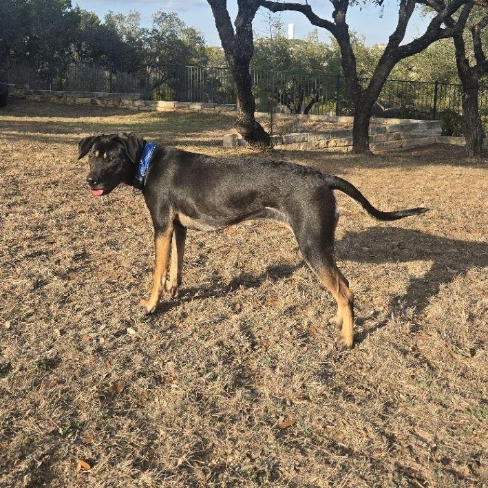 Enlarge Patti, a Adoptable mixed breed in Lockhart, TX image 3/6