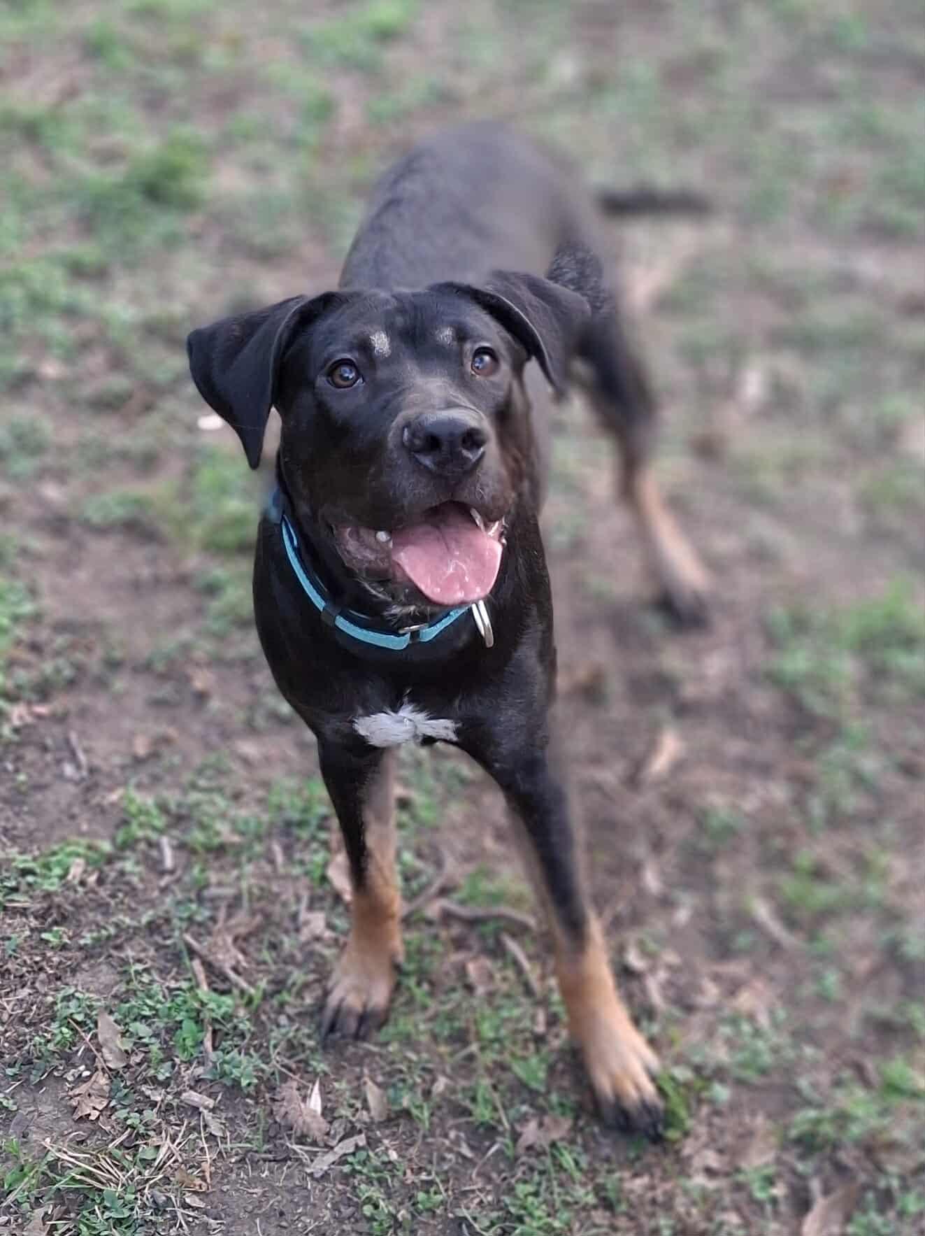 Enlarge Patti, a Adoptable Mixed Breed in Lockhart, TX image 6/6